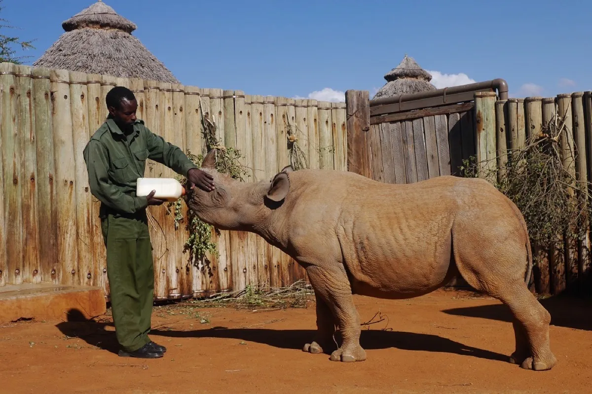 Orphaned rhino being bottle fed by caretaker